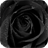 Black Rose Live Wallpaper 1.0