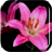 Blooming Flowers Live Wallpaper icon