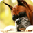 Boxer Dog Live Wallpaper APK Download