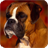 Boxer Dog Pack 2 Live Wallpaper icon