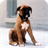 Boxer Dog Wallpaper APK Download
