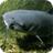 Catfish Wallpapers icon