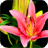 Colored Flowers Live Wallpaper icon