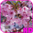 Cherry Blossom Video Wallpaper icon
