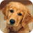 Cute Dog Wallpapers APK Download