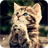 Kitten Wallpaper icon