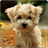 Cute Puppy icon