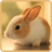 Cute Rabbits Wallpapers icon