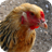 Chicken Wallpapers icon