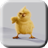 Chickens Live Wallpaper icon
