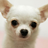 Chihuahuas Wallpapers APK Download