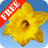 Daffodils Free icon