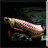 Dark Blue Arowana Fish LiveWallpaper icon