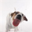 Dog Lick Screen Live Wallpaper 1.1