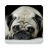 Dogs Wallpapers APK Download