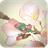 Floral Illust Cherry Blossom icon