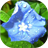 Flowers in dew live wallpaper icon