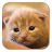 Fluffy Cat icon
