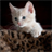 Free Cat HD Live Wallpaper icon