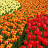 Flower Collection icon