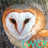 Owl Live Wallpaper 1.0.5