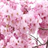 Free Sakura Live Wallpaper icon
