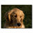 Golden Retriever Dog HD Wallpaper icon