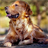 Golden Retrievers Dog icon