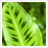 GreenLeaves Theme icon