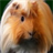 Guinea Pig Live Wallpaper icon