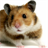 Hamsters Wallpapers icon