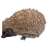 HedgehogStickerMagnet icon
