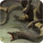 Hydra Monster Live Wallpaper icon