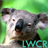 Koala Live Wallpaper icon