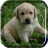 Labrador Puppy Live Wallpaper icon