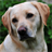 Labrador Retriever Live Wallpaper icon