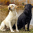 Labrador Retrievers Wallpapers icon