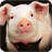 Little Pig Wallpaper icon