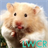 Hamster live wallpapers icon