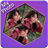 My Photo Shape 3D Cube LiveWP icon