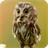 Owl Live Wallpaper Animals icon