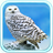 Owls Best live wallpaper icon