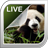 Panda Live Wallpaper 2.0