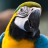 Parrot Ara Ararauna Live Wallpaper version 1.1