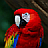 Parrot HD LWP Lite APK Download