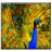 Peacock icon