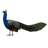 PeacockStickerMagnet icon