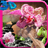 Pink Orchid icon