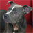 Pit Bull Dogs LWP icon