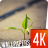 Plants wallpapers 4k APK Download
